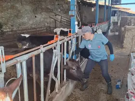 Aydın’da şap ve hastalıklara karşı aşılama çalışmaları sürüyor
