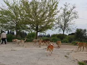 Aydın’da sokak köpeği sorunu devam ediyor

