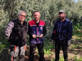 Aydın’da zeytin bahçeleri kontrol edildi
