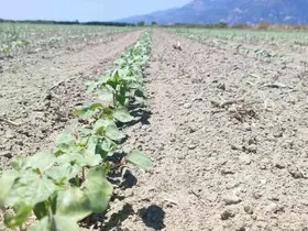 Aydın’ın beyaz altını pamukta sezon hazırlıkları sürüyor
