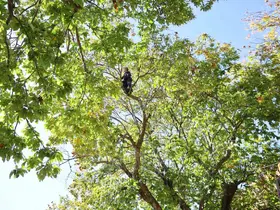 Aydın’ın dağlarında kestane üreticilerini hasat telaşı sardı
