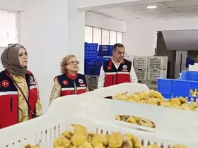 Aydın’ın sarı altını incir için denetimler sıklaştırıldı
