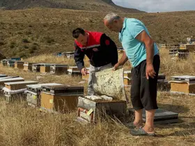 Aydıntepe’de 2026 yılı arılı kovan tespitleri başladı

