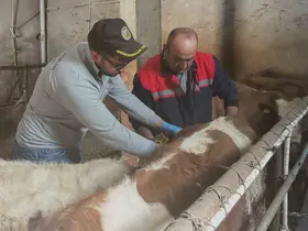 Aydıntepe’de büyükbaş hayvanlara şap aşılaması sürüyor

