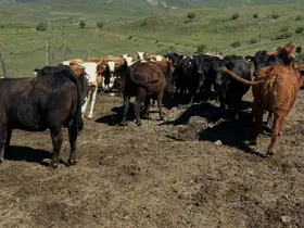 Aydıntepe’de ithal besilik sığırlarda karantina ve sağlık kontrolleri yapılıyor
