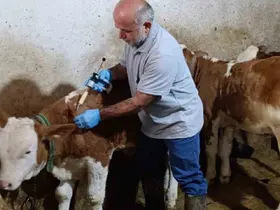 Aydıntepe’de sonbahar şap aşılama kampanyasında sona gelindi
