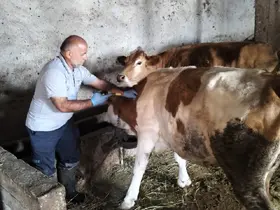 Aydıntepe’nin birçok köyünde şap aşılamaları tamamlandı
