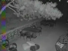 Ayı yavrularının sevimli halleri güvenlik kamerasına yansıdı
