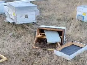 Ayılar arı kovanlarını parçaladı