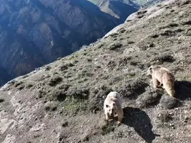Ayılar gitmeyince beddua etti, gülümsetti
