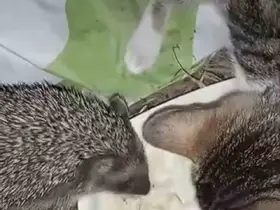 Aynı kaptan yiyen kedi ve kirpinin dostluğu kamerada
