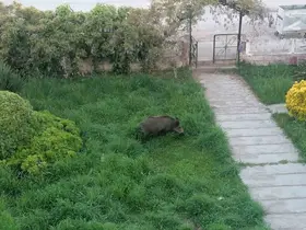 Ayvalık’ta Çamlık’ı yaban domuzları bastı
