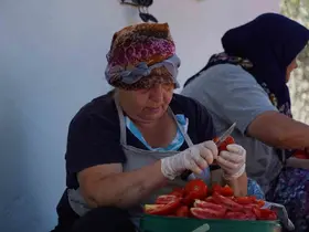 Ayvalık’ta güneş ile lezzet buluşuyor
