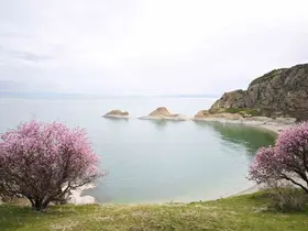 Badem çiçekleri Van Gölü kıyılarını renklendirdi
