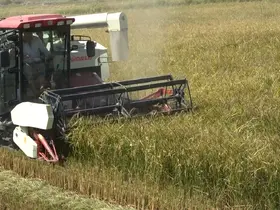 Bafra Ovası’nda 165 bin dekar alanda çeltik hasadı başladı

