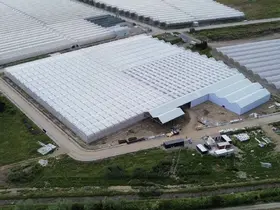Bafra’da 63 bin metrekarelik alanda topraksız tarım yatırımları üretime başladı
