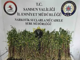 Bafra’da bin 655 kök kenevir ele geçirildi
