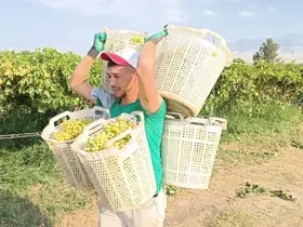 Bağların Herkül’ü 120 kilo taşıdı
