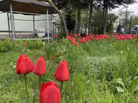 Baharın güzelliği
