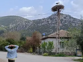 Baharın habercisi leylek, yuvasına bu yıl da eşiyle birlikte geldi
