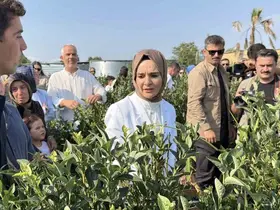 Bakan Göktaş Düzce’de yaban mersini topladı

