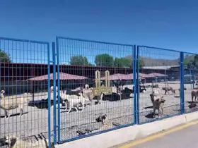 Bakan Mustafa Çiftçi’nin Erzurum’daki sokak köpeği başarısı Türkiye’ye örnek oluyor
