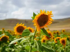 Bakanlık açıkladı: Ayçiçeği tohumunda gümrük vergisi düşüyor
