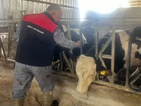 Baklan’da sonbahar dönemi şap aşılamaları başladı
