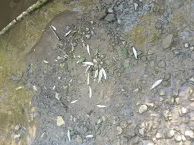 Balık ölümlerine sebep olan tesise 839 bin TL ceza
