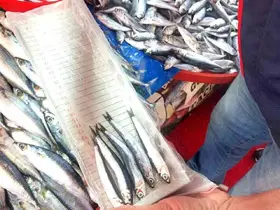 Balıkçı esnafına yönelik denetim
