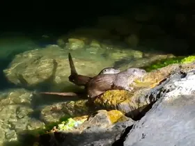 Balıkçılar tuttukları balıkları su samurları ile paylaştı
