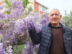 Balıkesir’de mor salkım güzelliği başladı
