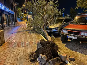 Bandırma’da fırtınada kökünden sökülen ağaç aracın üzerine devrildi
