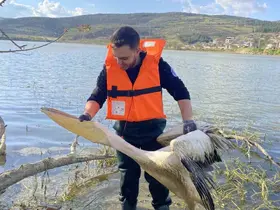 Barajda mahsur kalan pelikan böyle kurtarıldı
