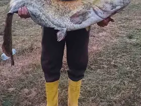 Barajın devi oltaya takıldı: 35 kiloluk yayın balığı yakaladı
