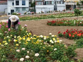Başiskele’de 15 bin gülün açtığı bahçede görsel şölen

