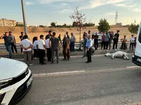 Batman’da hafif ticari araç eşeğe çarptı
