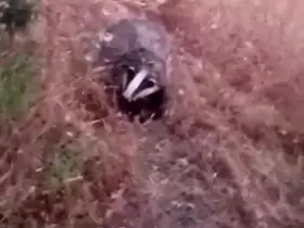 Batman’da porsuk görüntülendi
