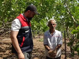 Batmanlı internette gördüğü safrana merak saldı: 10 metrekarelik alanda başladı, 800 metrekareye çıkardı
