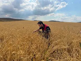 Bayburt’ta hububat tarlalarında sarı pas hastalığı kontrolü yapıldı
