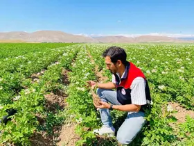 Bayburt’ta patates üretim alanları hastalık ve zararlılara karşı denetlendi

