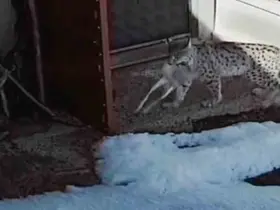 Bayburt’ta vaşağın tavşan avı kamerada
