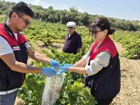 Bekilli’de üzüm bağlarından tek tek numune alınıyor
