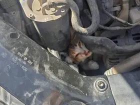 Belen ve Antakya’da mahsur kalan hayvanlar kurtarıldı
