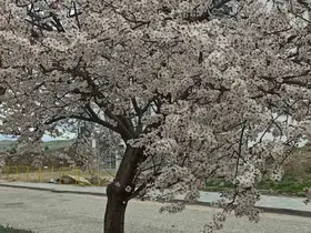 Beypazarı’nda badem ve kayısı ağaçları çiçek açtı
