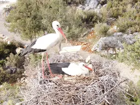 Beyşehir'de yuvalar şenlendi, leylekler vadisi canlandı