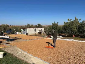 Beyşehir’de ceviz mesaisi hızlandı
