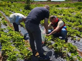 Beyşehir’de çilek hasadı öncesi pestisit denetimleri