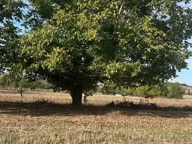 Bilecik’te ceviz toplarken hayatını kaybetti
