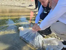 Bilecik’te gölet ve barajlara 512 bin sazan yavrusu salındı
